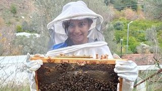 aricilik - aricilik-1