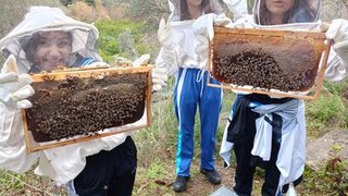 aricilik - aricilik-2