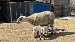 ekolojik-tarim-ve-hayvancilik - ekolojik-tarim-ve-hayvancilik-2