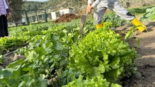 ekolojik-tarim-ve-hayvancilik - ekolojik-tarim-ve-hayvancilik-20